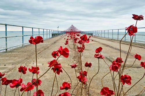 Poppies: Wave gallery image