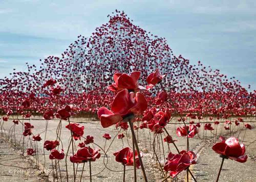 Poppies: Wave gallery image